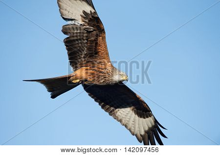 Red Kite (Milvus Milvus) flying through clear blue sky