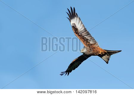 Red Kite (Milvus Milvus) flying through clear blue sky