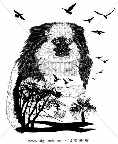 Vector Hand drawn Monkey marmoset for your design wildlife concept