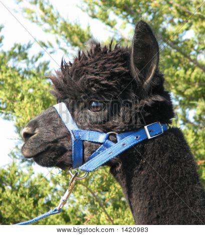 Довольно в голубом