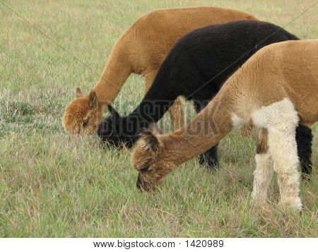 Выпас Альпака трио