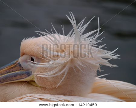 Coupe de cheveux Pélican