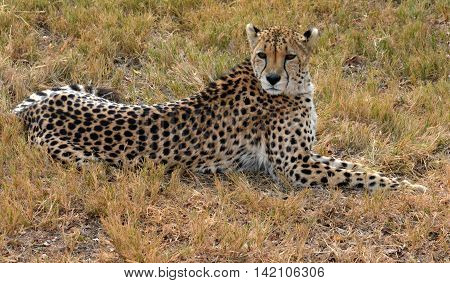 African Cheetah resting in nature, South Africa