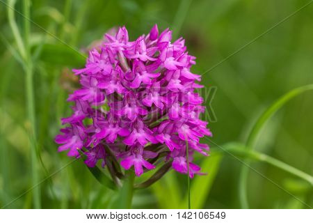 Pyramidal Orchid flower (Anacamptis pyramidalis) close-up, on green background