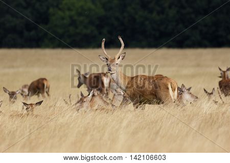 Young Red Deer stag (Cervus elaphus) with herd behind in long grass
