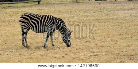 Zebra on grassland in National Park, South Africa