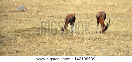 Impala antelope walking on the grass landscape