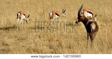 Impala antelope walking on the grass landscape