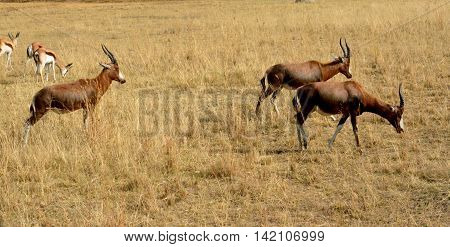 Impala antelope walking on the grass landscape
