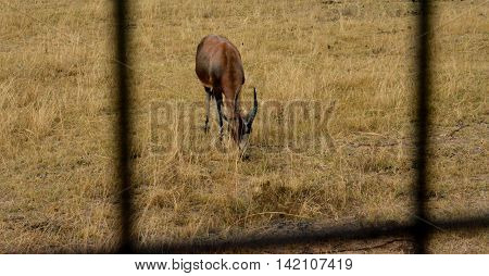 Impala antelope walking on the grass landscape