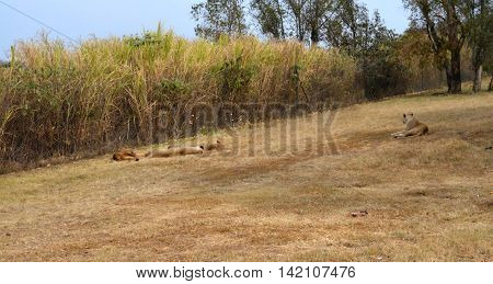 Lions resting in the late afternoon sun, National Park, South Africa