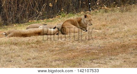 Lions resting in the late afternoon sun, National Park, South Africa