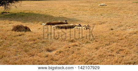 Lions resting in the late afternoon sun, National Park, South Africa