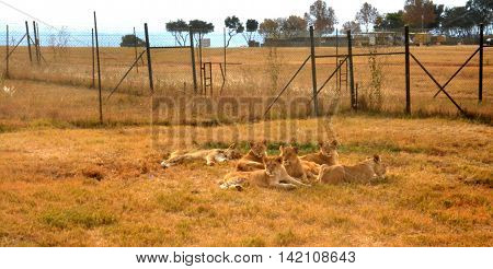 Lions resting in the late afternoon sun, National Park, South Africa