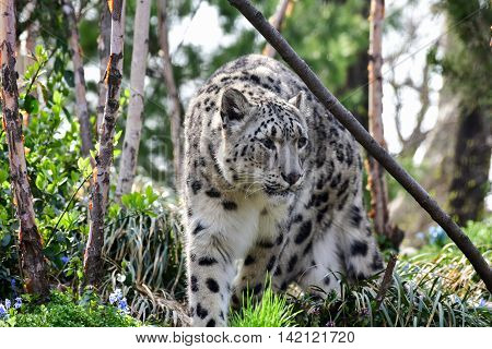 Snow Leopard