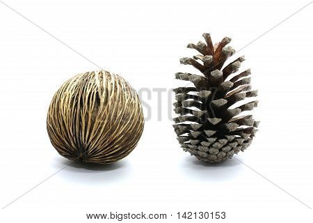 Suicide tree seed Pong pong seed or OthalangaCerbera oddloam's seed together with cone pine-tree isolated on white background