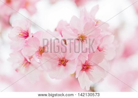 Stock photo material that Sakura was the macro photography.