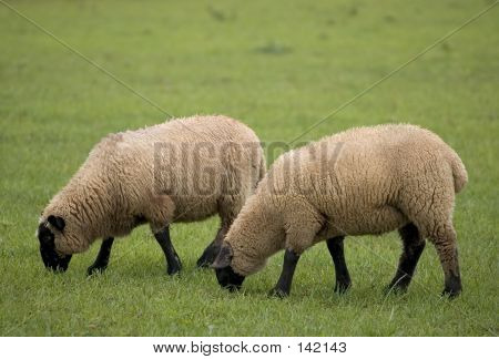 Dvě ovce