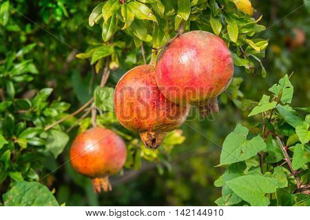 Pomegranates on tree, , color image, horizontaal image,