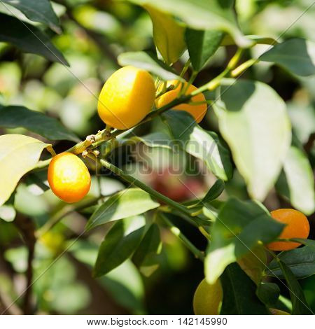 Kumquat tree on farm, , color image, horizontaal image,