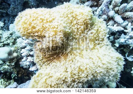 Coral reef with white Pulsing polyp coral at the bottom of tropical sea underwater