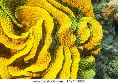Coral reef with yellow turbinaria mesenterina at the bottom of tropical sea underwater