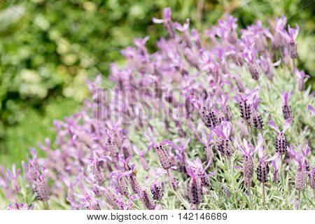 Lavender selective focus, color image, horizontaal image,