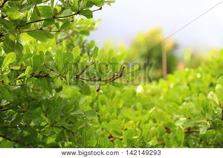 Butterfly worm at the height of the tree