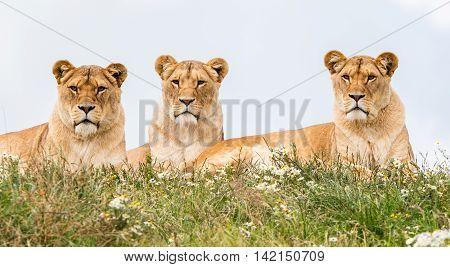 Three Female Lions