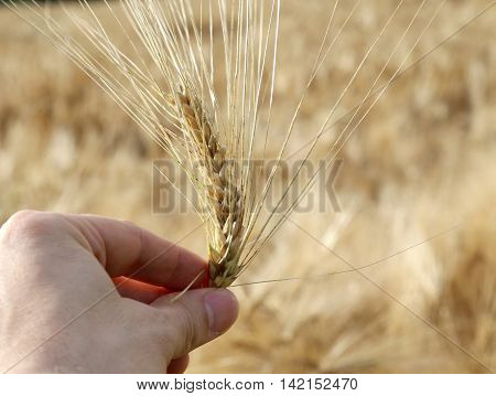 hand of the young farmer holds ripe yellow ear of wheat
