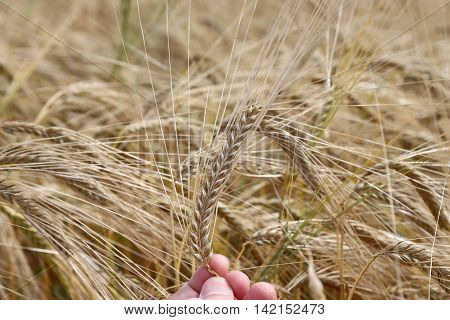 hand of the farmer holds mature yellow ear of wheat