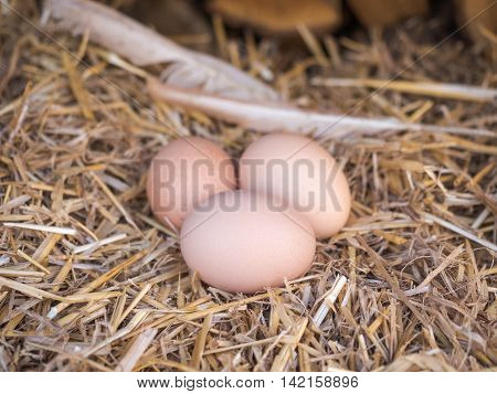 Close-up natural brown chicken eggs on a bed of straw with feather. Eggs on the roost close up with blurred background and the soft, selective focus
