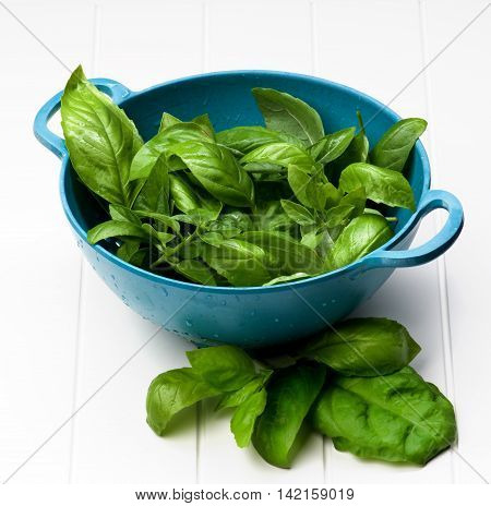 Blue Colander Full of Fresh Green Lush Foliage Basil Leafs closeup on White Plank background