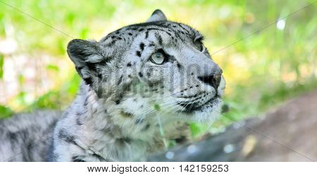 Snow Leopard (irbis)