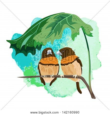 Two tropical birds sitting on a branch under a leaf. Beautiful hand-drawn illustration of a chestnut-breasted.Vector summer background.