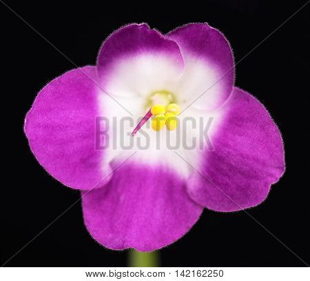 Beautiful lilac violet flower over black background