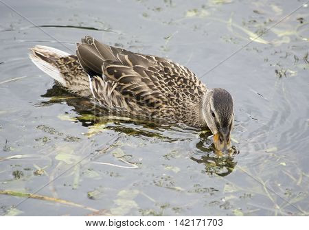 Freshwater duck search food in the water.