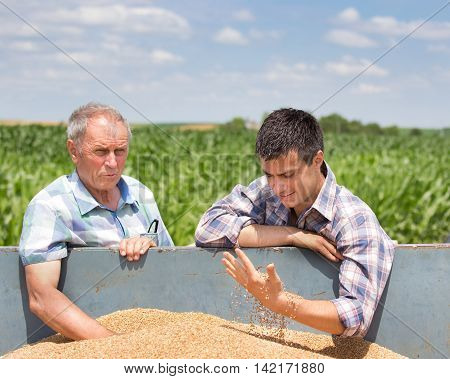 Two farmers looking at wheat grain in trailer after harvest