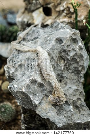 shedded snake skin which is left on the stone