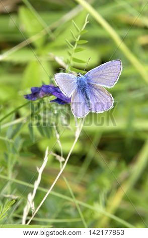 Beautiful purple and blue colored butterfly on a meadow