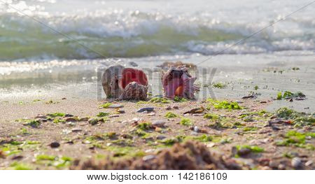 Several sea shells on a sandy beach against the sea in the morning