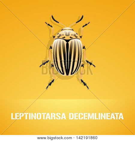 Realistic vector illustration of insect Leptinotarsa decemlineata colorado beetle. Pest insect of potato farmland. Design element with Latin sign for insecticide poster brochure article