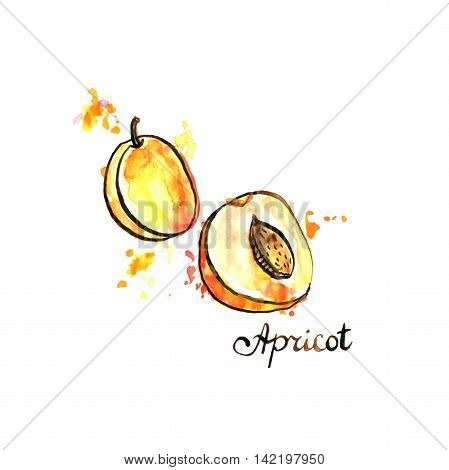 hand drawn apricot, ink and watercolor drawing fruit with paint stains