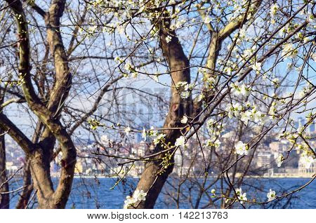 Turkey - Bosphorus Uskudar coast flowering trees spring blossoms spring flowers.