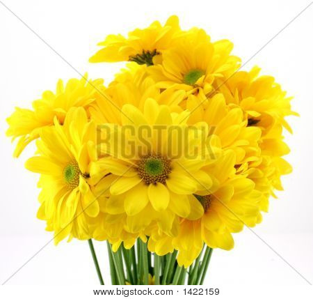 Daisies สีเหลืองสวยงาม