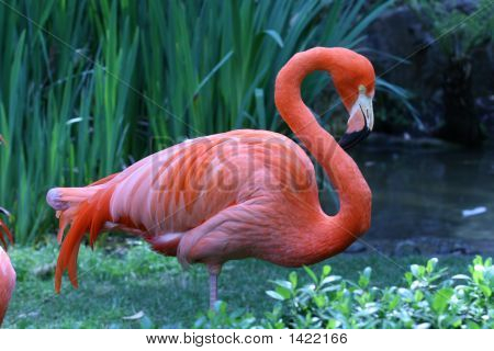 Flamingo sideudsigt