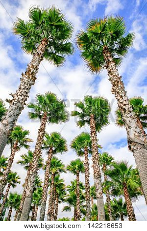 Group of high chinese hemp palm trees