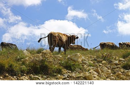 Cows on ths summer meadow against blue sky