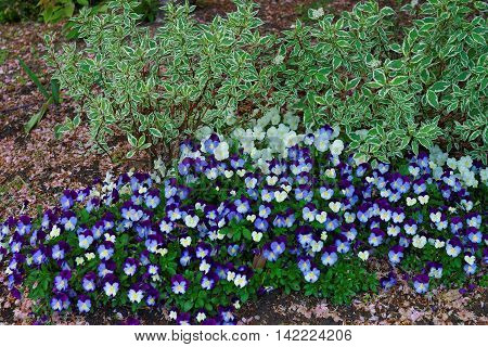 Dark And Light Blue Pansies In A Big Flowerbed