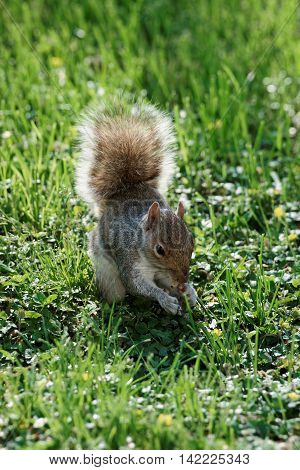 Running Squirrel On The Grass In The Park